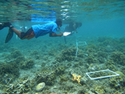 パラオのサンゴ礁を守るためにモニタリング能力の向上を図る