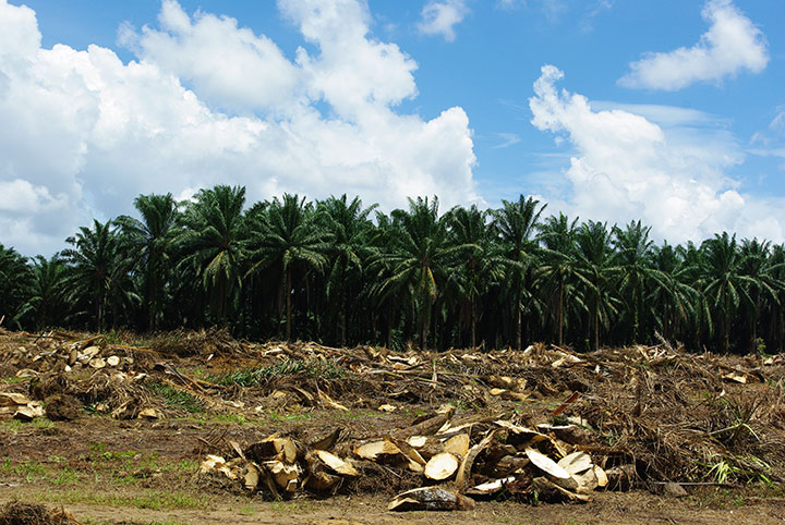 Oil palm trees left where they were felled.