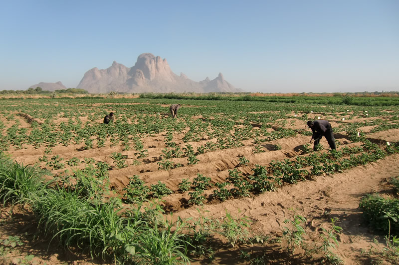 Making the land bloom again in eastern Sudan