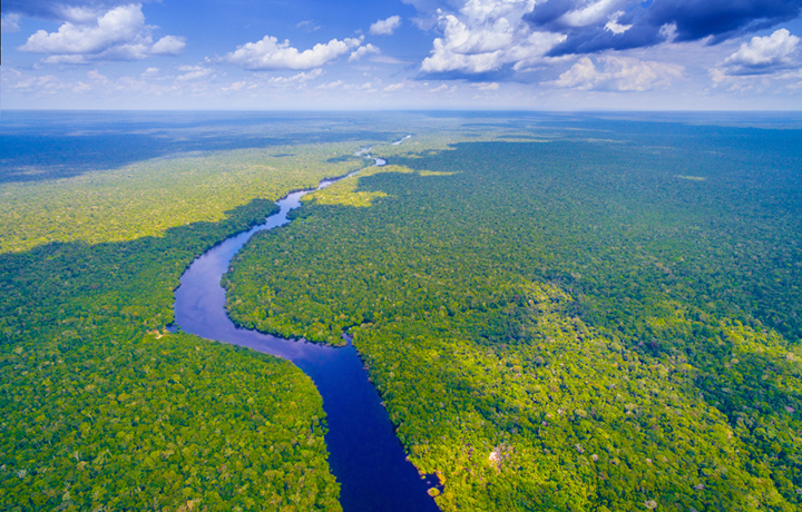 アマゾンの熱帯雨林