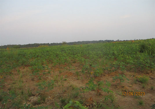 写真: アグロフォレストリーサイト(果樹(オレンジ)と農作物(キャッサバ)の例)
