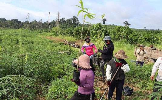 写真-3 違法に栽培されたキャッサバの間にマチク(真竹)を植える PTK CF のー活動