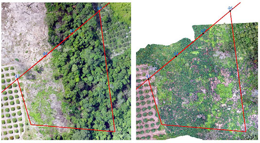 写真-6 マチクは最近蚕食された現場の中で植えられた（2021年8月（左）と2023年8月（右）の植栽現場ドローン画像）