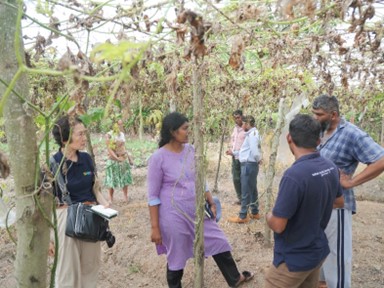 写真④ 普及員による農家向けヘビウリ支柱の技術指導（Angamuwa、Anuradhapura）