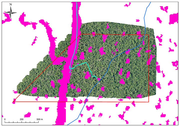 ドローン画像に直近3年間の森林減少を検知したデータを重ねた図