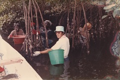 漁民の女性たちとマングローブの根元についたカキを採取する佐藤さん
