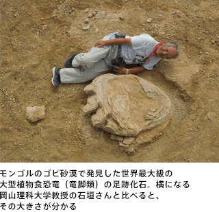 モンゴルのゴビ砂漠で発見した世界最大級の大型植物食恐竜（竜脚類）の足跡化石。横になる岡山理科大学教授の石垣さんと比べると、その大きさが分かる