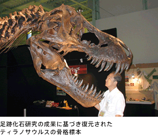 足跡化石研究の成果に基づき復元されたティラノサウルスの骨格標本