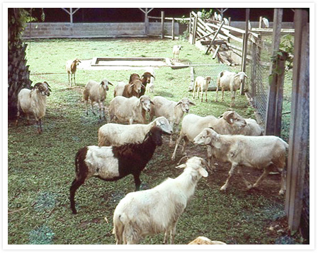 試験場の羊