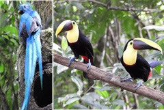 左：世界一美しい鳥とも形容されるケツァール。右：ビビッドなツートンカラーのくちばしのオオハシ。国立公園のガイドツアーに参加すると、特に珍しい動物が見られる（写真提供＝いずれも大島 愛さん）