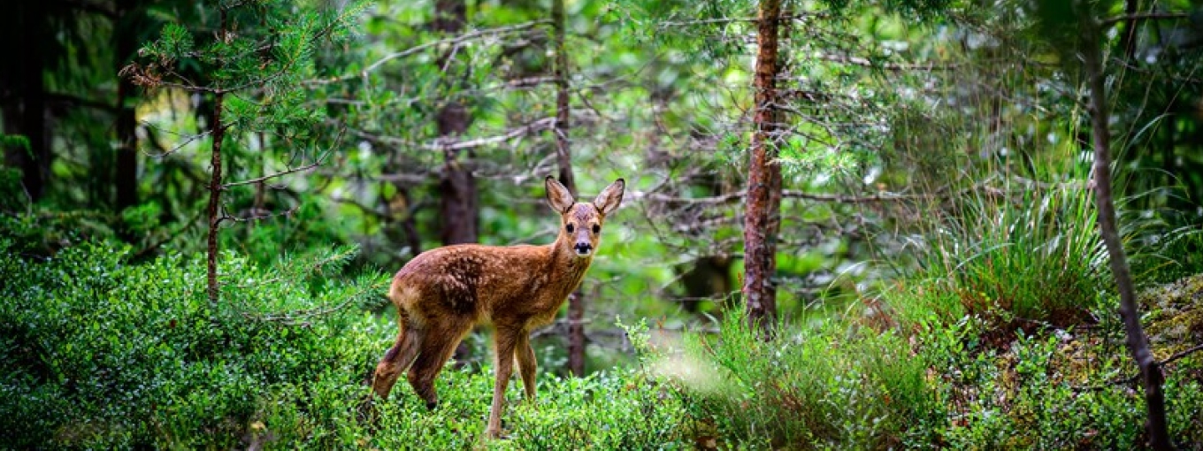Green/Carbon Credit Registration, and Wildlife Habitat Monitoring in Rajasthan