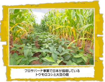 池上彰と歩く アフリカビジネス 新参者 ニッポンにチャンス 池上彰と歩く アフリカビジネス 新参者 ニッポンにチャンス