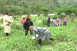 Initiated under the Integrated Horticulture Promotional Project of JICA, this is the first successful watermelon harvest in western region.