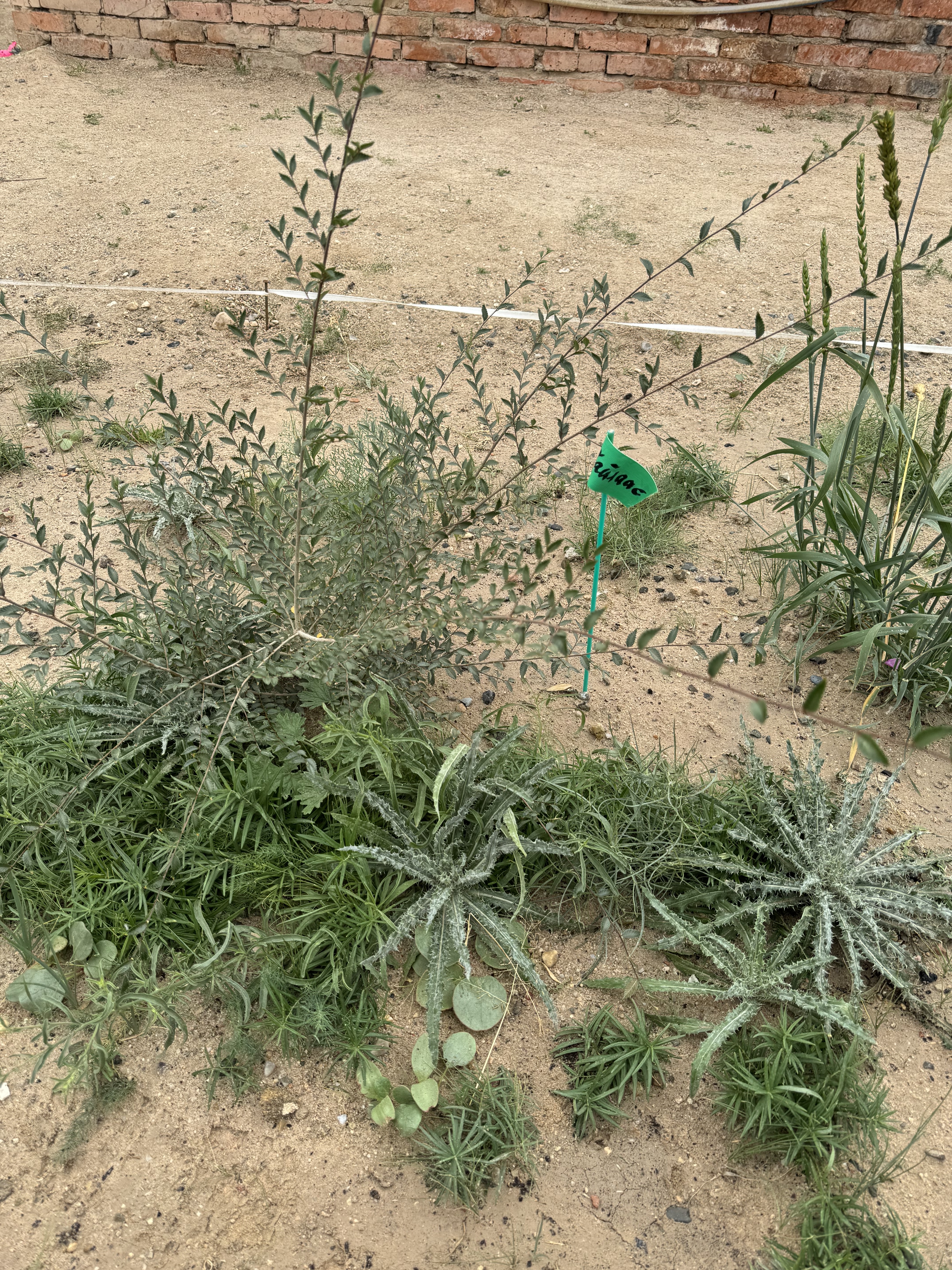 深穴方式で植えたノニレ