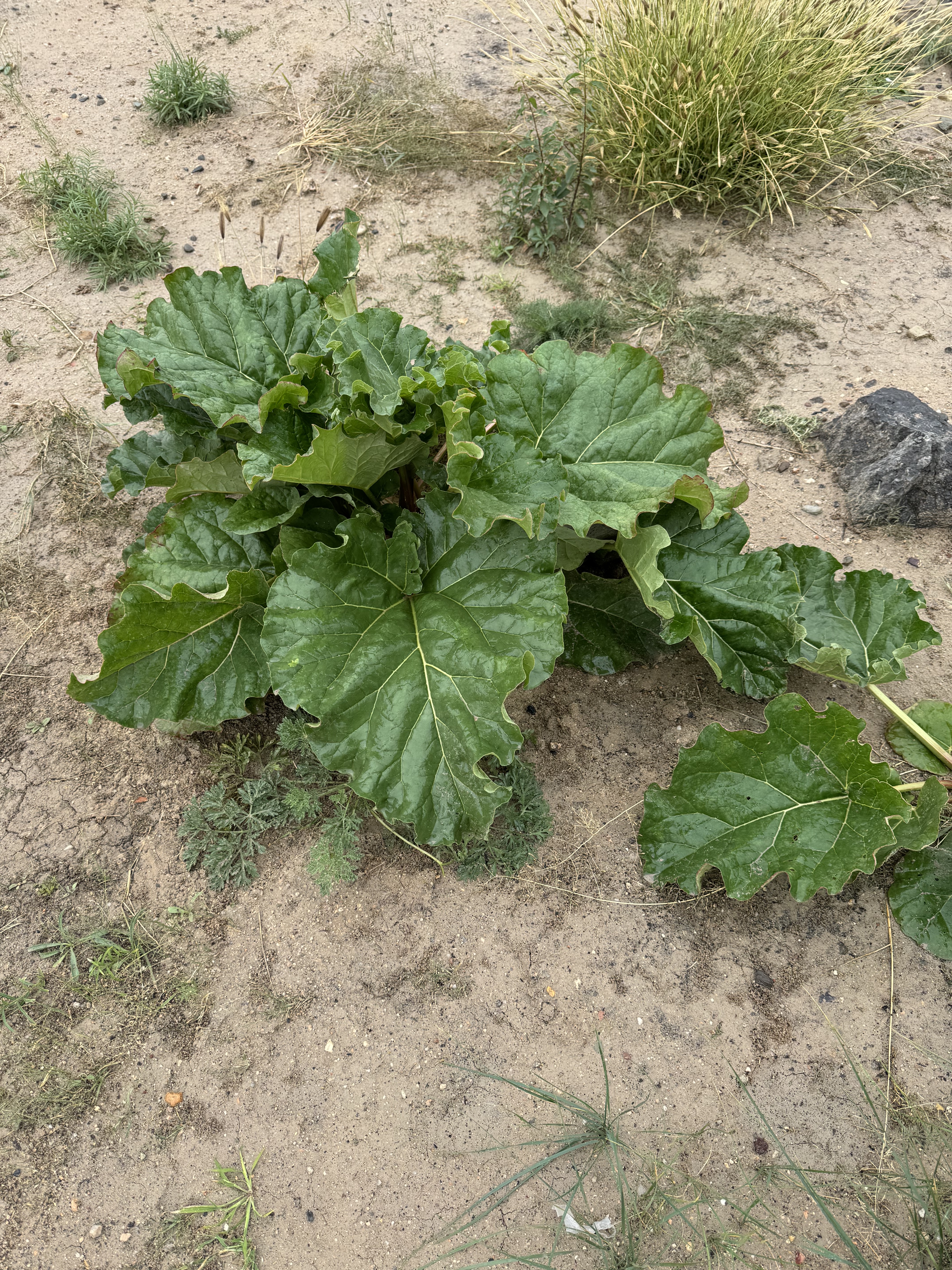 ルバーブ：薬用植物