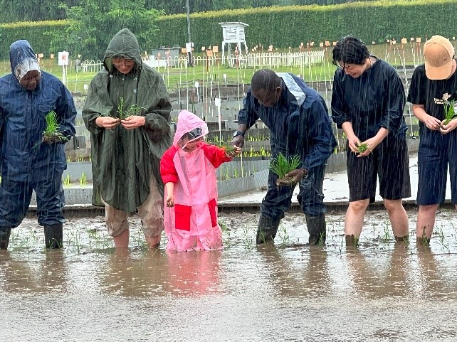 田植えの様子②