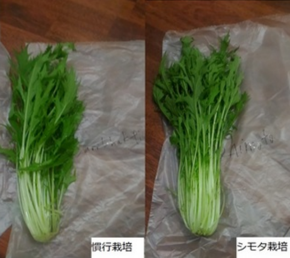 慣行栽培（左）、シモタ栽培（右）で育ったミズナ