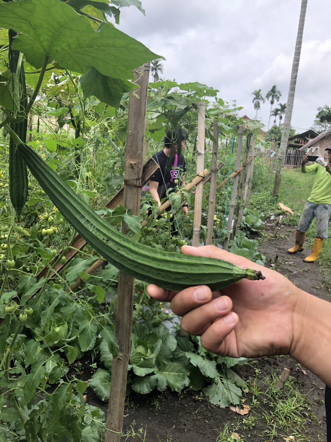 インドネシアの農家が栽培しているオヨン（ヘチマ）