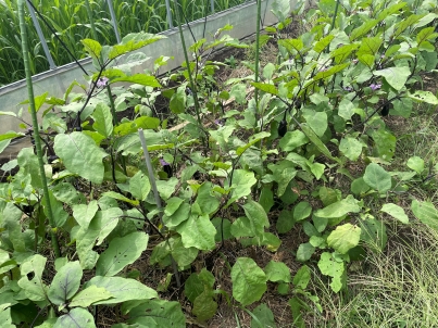 ナスの自然栽培の様子