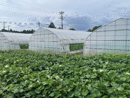 サツマイモ栽培の様子