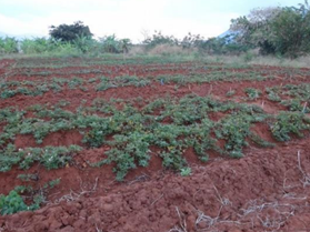 タンザニアでのサツマイモ栽培の様子