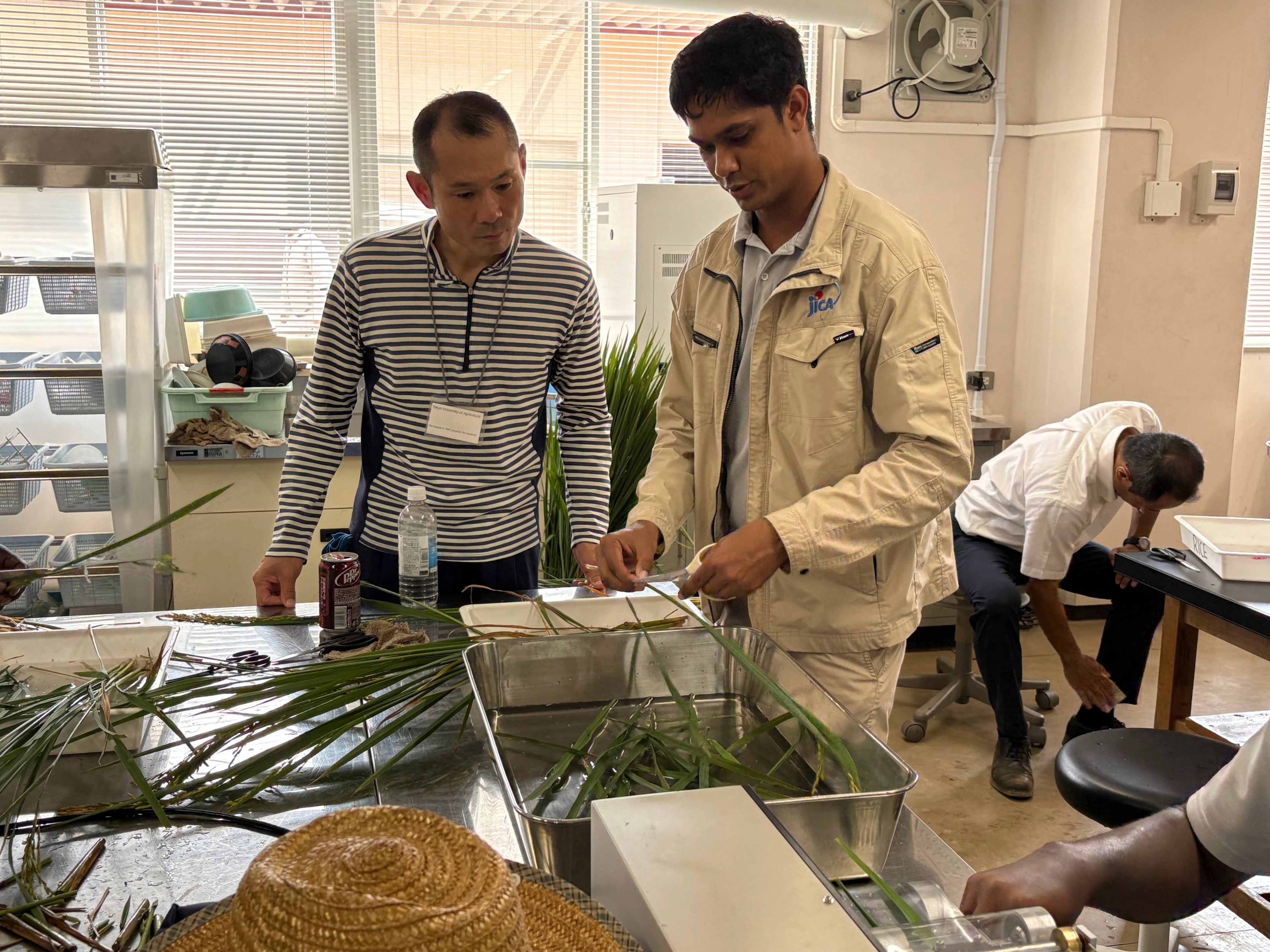 収量調査に取り組む様子①