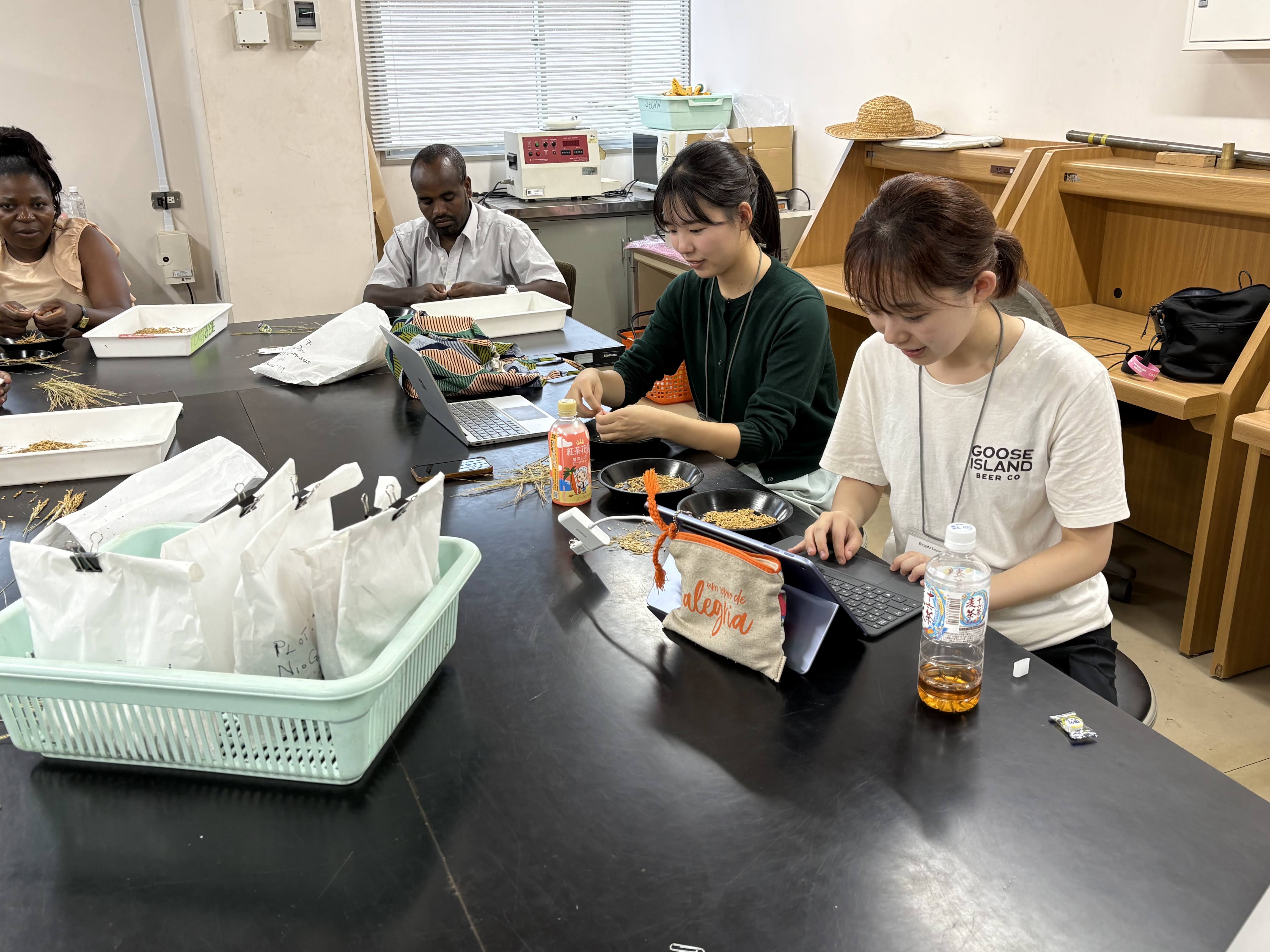 収量調査に取り組む様子②