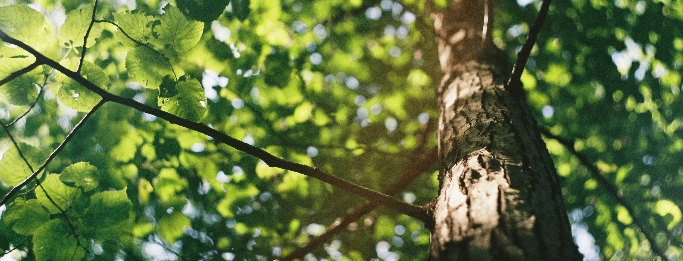 Forest Stack PoC for Carbon Credit Project Registration in Odisha