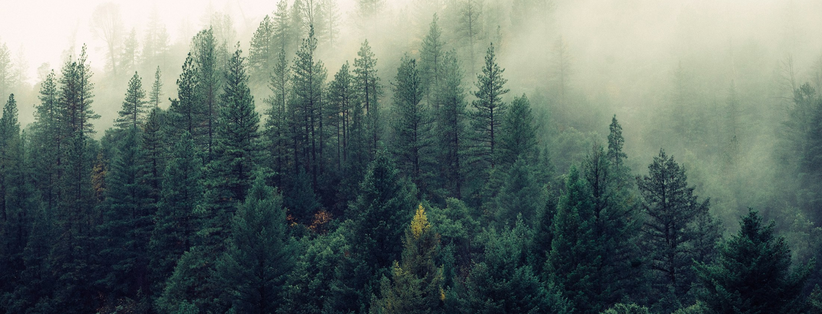 Forest Stack PoC for Digital Forest Health Monitoring System in Rajasthan