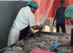 Ajirushi Inc. (Hitachinaka City, Ibaraki) works to promote the processing technology of ornate octopus, which are not effectively consumed in Indonesia