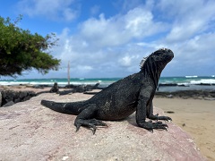 Galápagos marine iguana, endemic to the Galapagos Islands