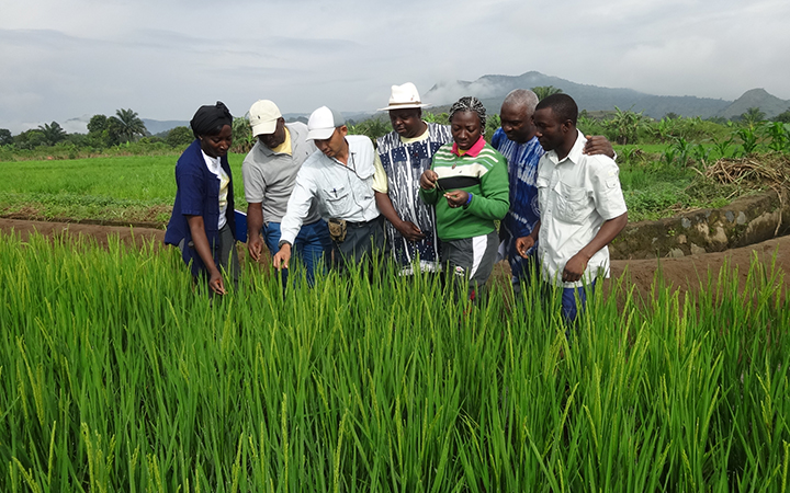 A Japanese expert shares tips on what to look for in ears of rice with farmers in Cameroon.