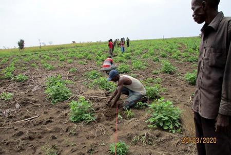 Planting tree saplings and food