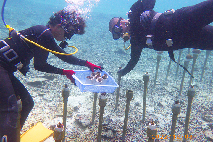 Coral seedlings being placed on the seafloor.