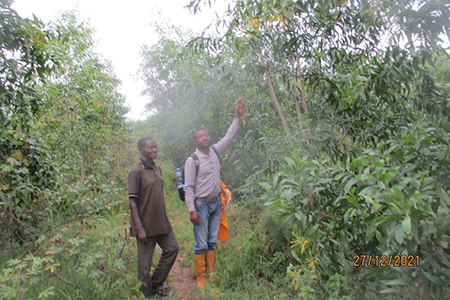 Well-grown trees and plants