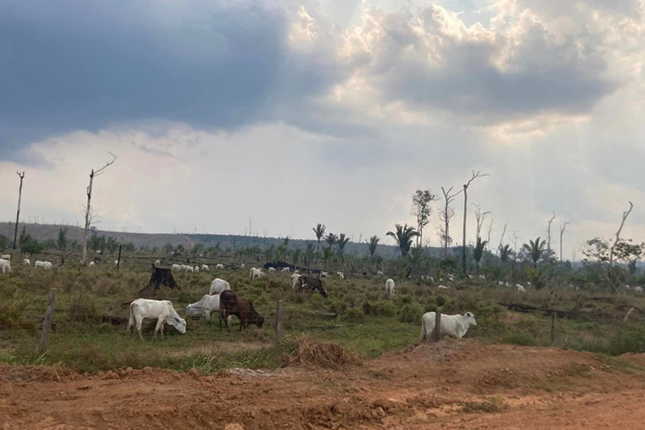 A forest converted to livestock land in Brazil