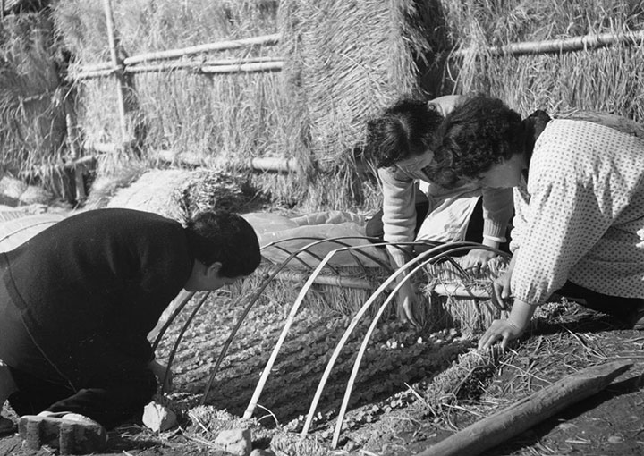Members of the seikatsu kaizen group cultivating vegetables in postwar Japan.