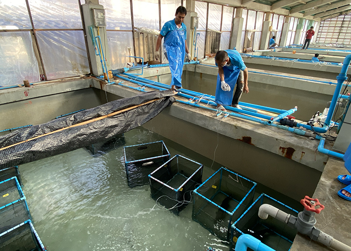 The Songkhla Coastal Aquaculture Technology and Innovation Research and Development Center (CATIRDC)