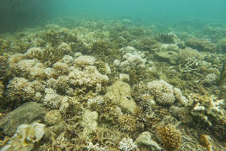 Corals suffering from bleaching.