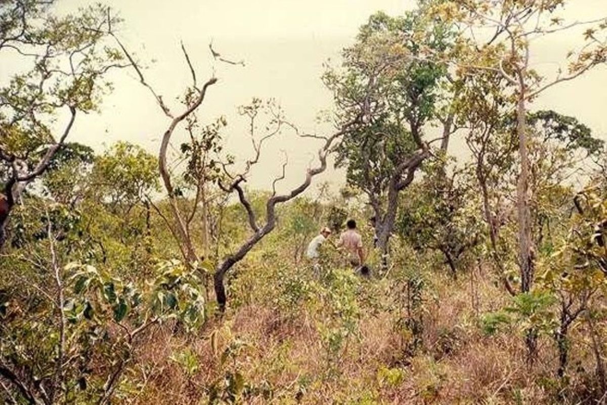 Engineers, center, collect soil samples in the Cerrado before its development. (Photo provided by the Japan-Brazil Agricultural Development Corporation (CAMPO))