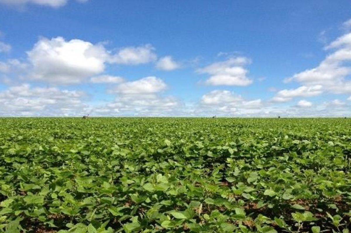 Part of the Cerrado, which has been transformed into one of the world’s leading grain-producing regions. (Photo by Hongo Yutaka, former JICA staff member)