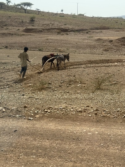 Photo: Observations from the field survey: households lost their oxen and other livestock, and had to rely on donkeys instead
