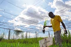 Various varieties of rice are examined at an agricultural training center in Tanzania