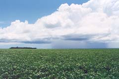 A vast tropical savanna region, the Cerrado