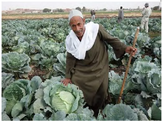 Cabbage demo-farm in Sanabo village in Assiut