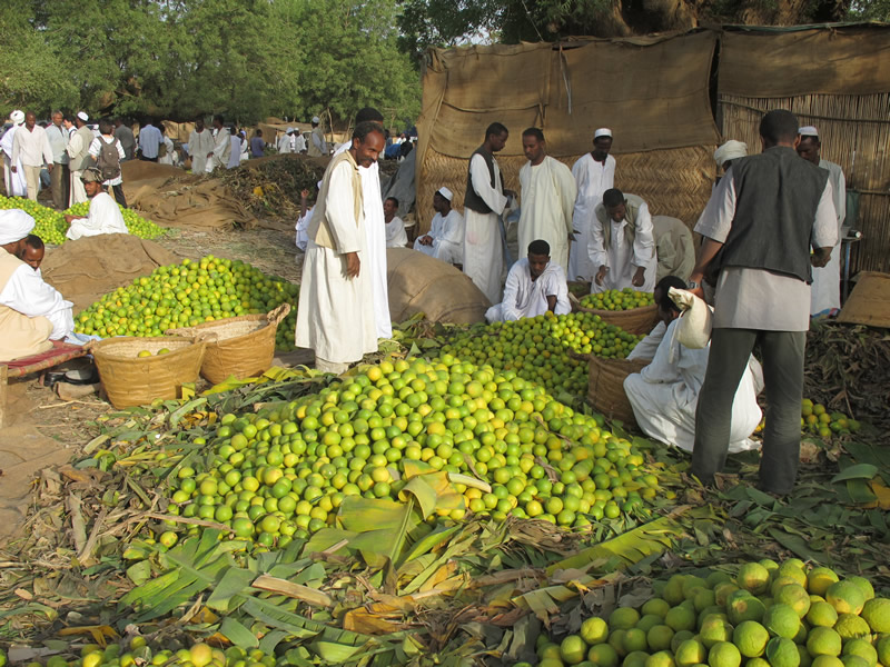 Oranges and lemons. The desert yields its fruit harvest