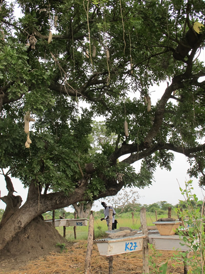 Beehives bring farmers added revenues near Juba