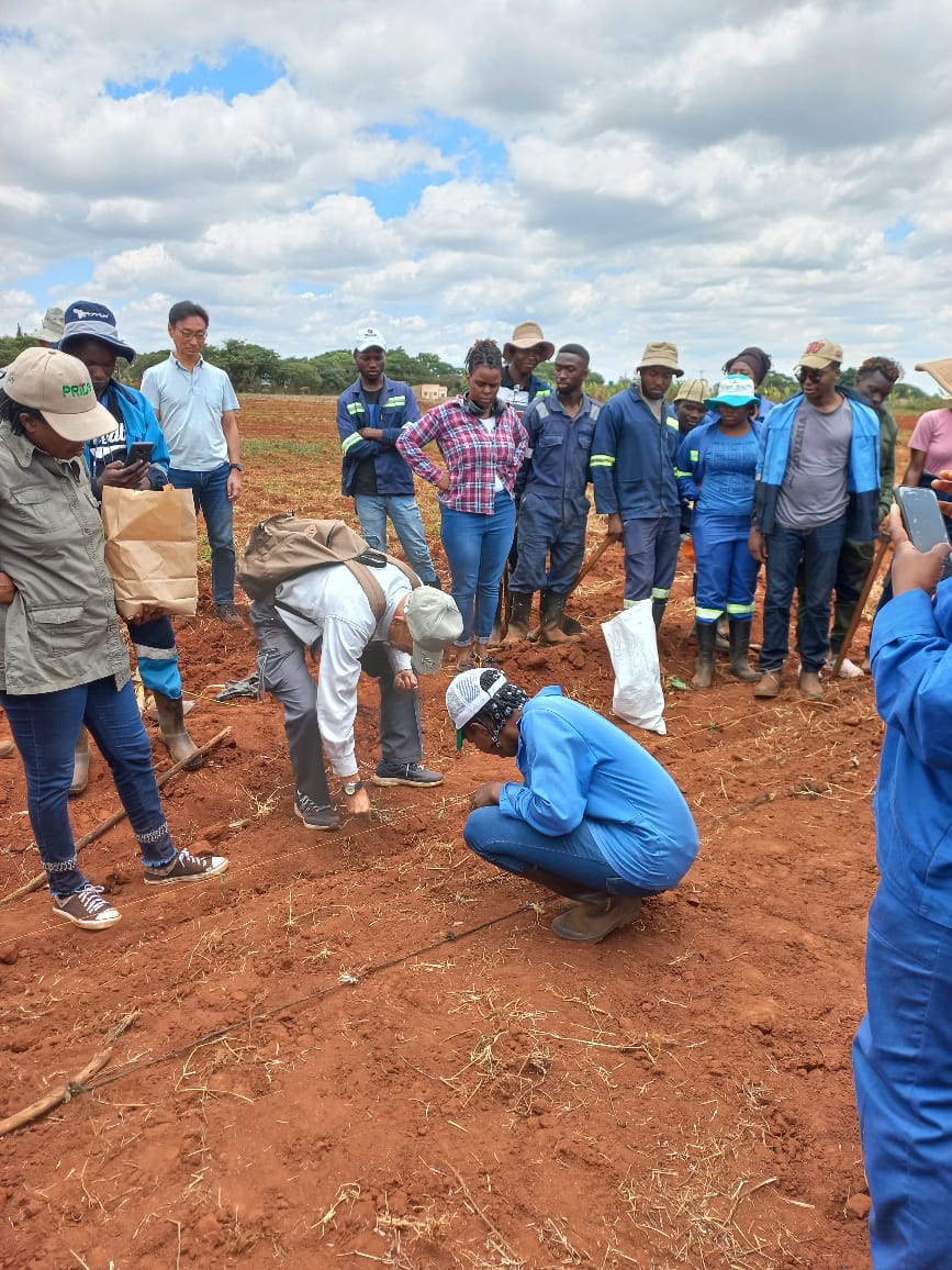 Dr. Tsuboi demonstrating rice seed planting to students at Kushinga Phikelela  Agricultural College in Marondera