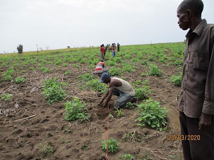 Le manioc, le maïs et les céréales sont plantés entre les jeunes pousses d'acacia. L'acacia fixe l'azote et enrichit le sol.