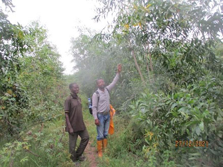 Deux ans après leur plantation, les arbres mesurent plus de deux ou trois mètres et ont atteint la hauteur de la forêt.